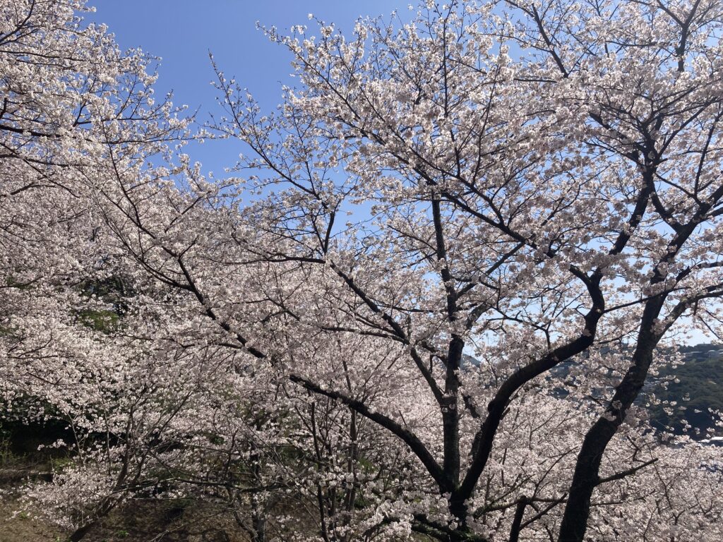 中尾城公園　桜